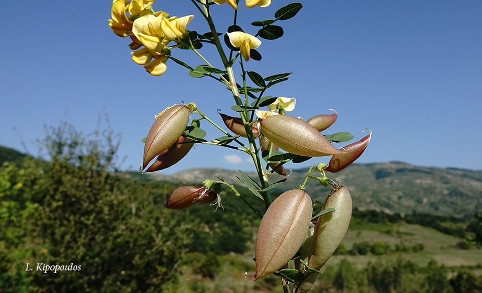 Colutea Arborescens 11 9 20 4