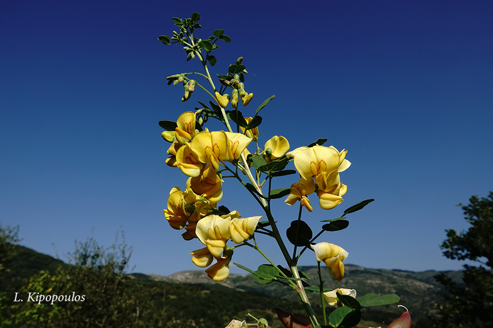 Colutea Arborescens 11 9 20 6