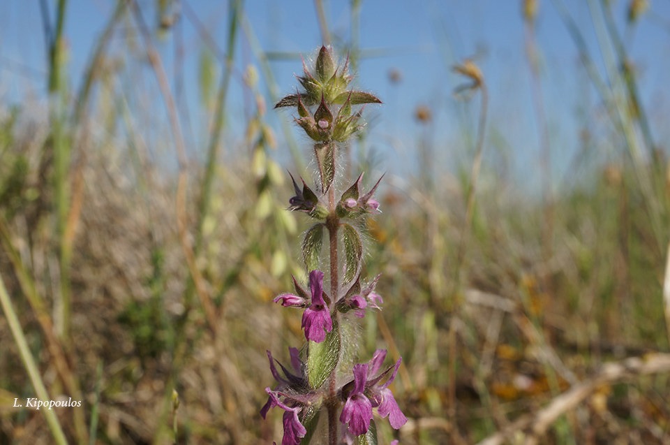 Sideritis Purpurea 11 5 13 2